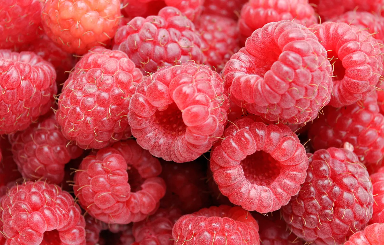 Фото обои малина, ягода, Raspberries
