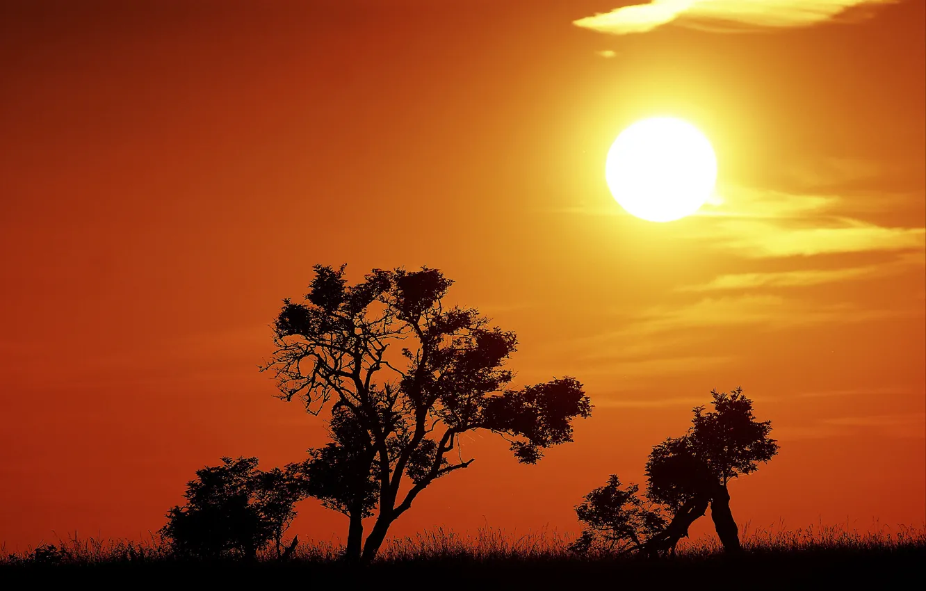 Фото обои fireball, trees, sunset, sun, silhouettes