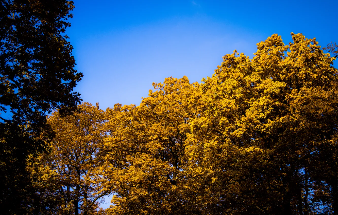 Фото обои Sky, Blue, Sun, Autumn, Forest, Trees, Leaves, Bright