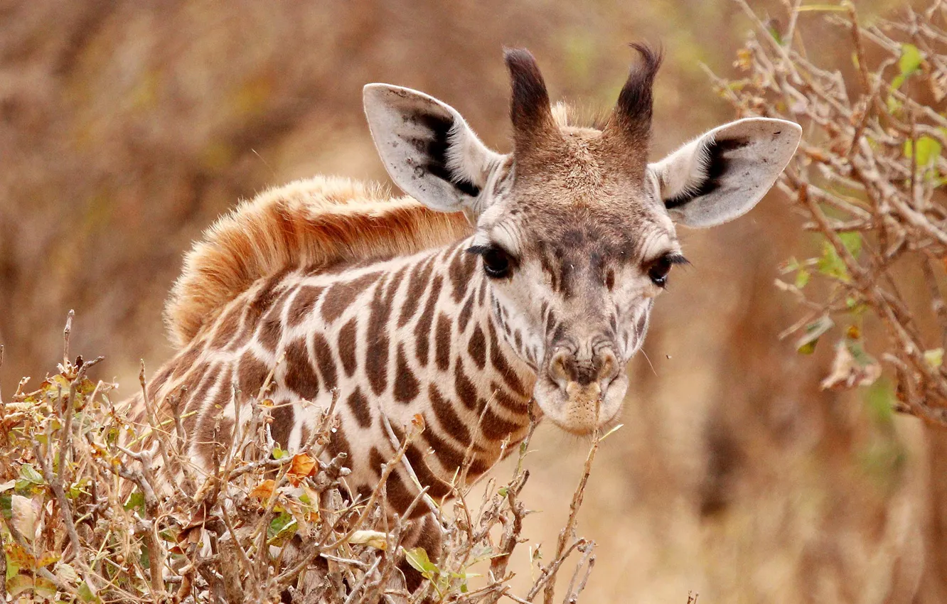 Фото обои взгляд, морда, жираф, уши, шея, рожки