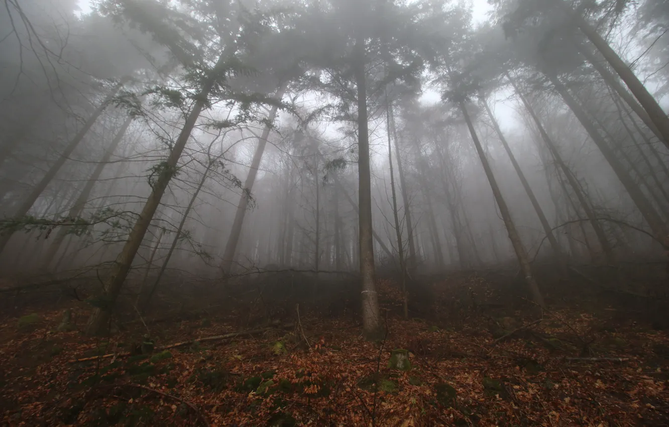 Фото обои осень, лес, туман, листва, forest, Autumn, leaves, fog