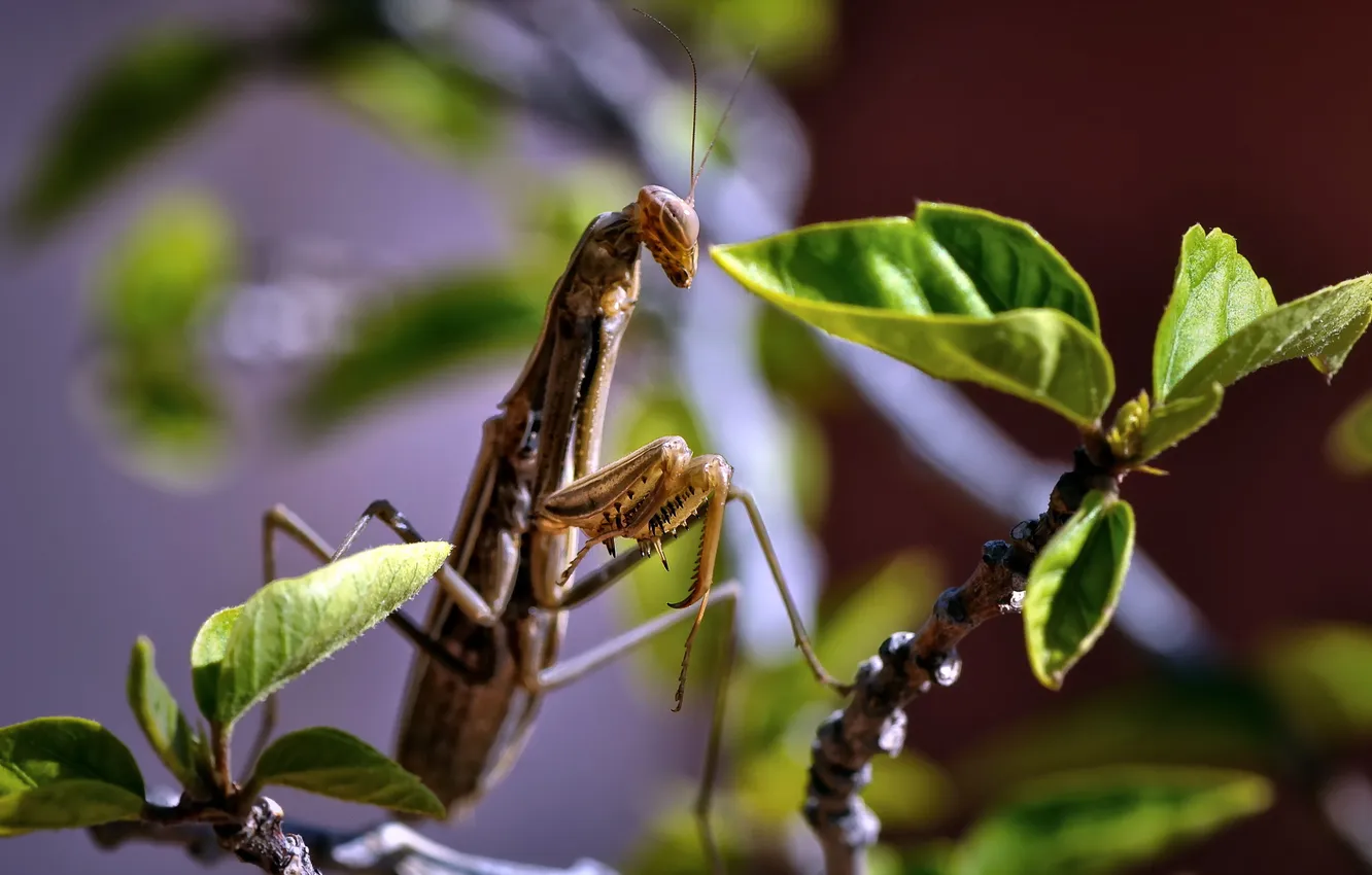 Фото обои природа, жук, Mantis religiosa