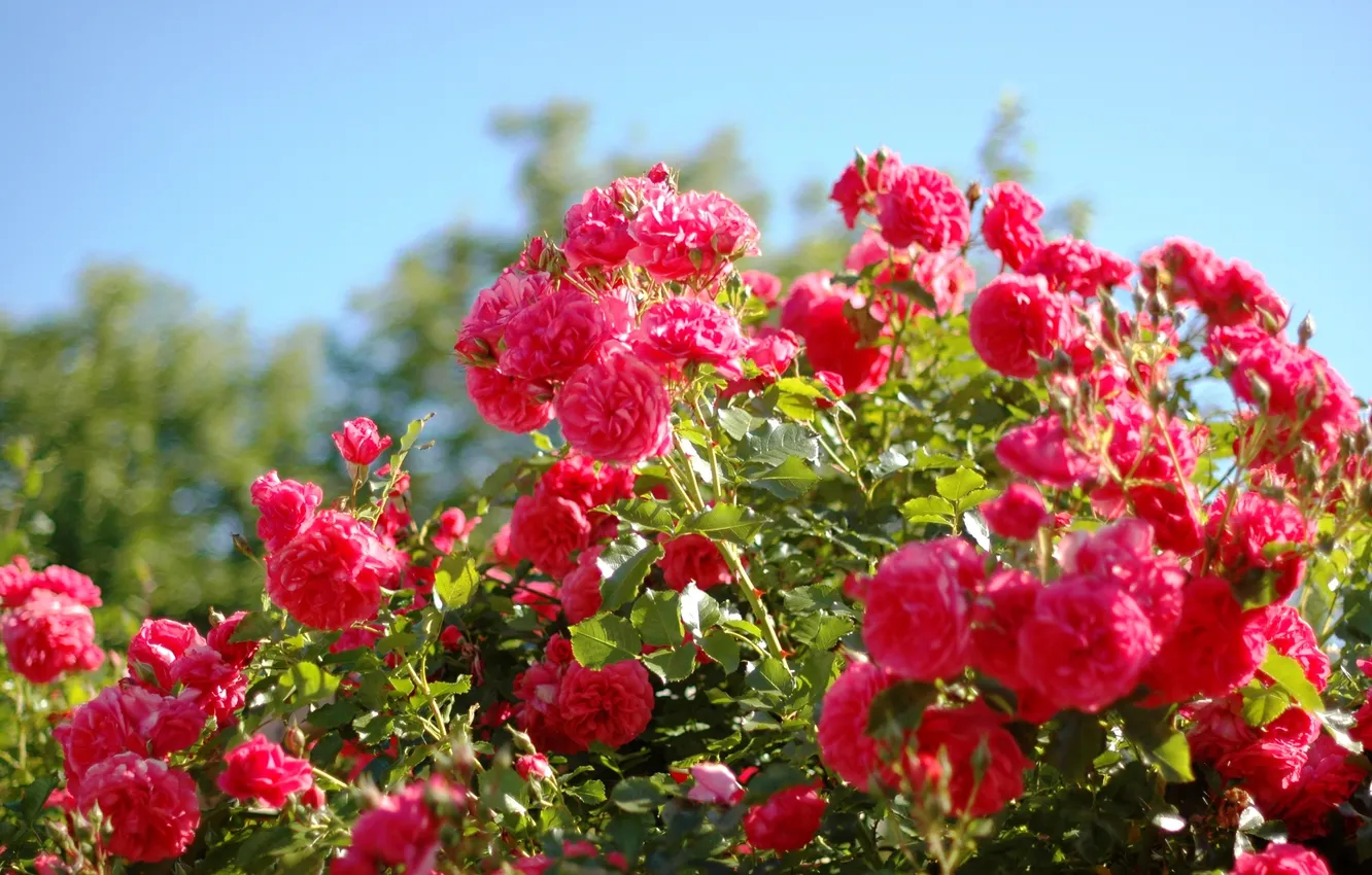 Фото обои лето, куст, розы, красота, розовые, алые