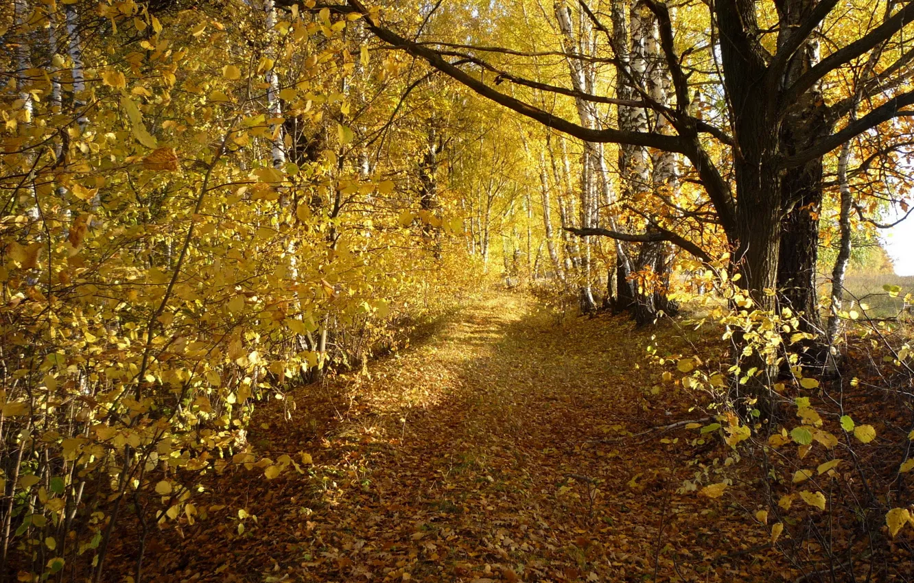 Фото обои дорога, осень, листья, деревья, березы, роща