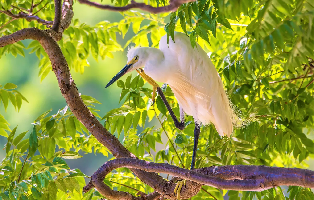 Фото обои птица, ярко, цапля