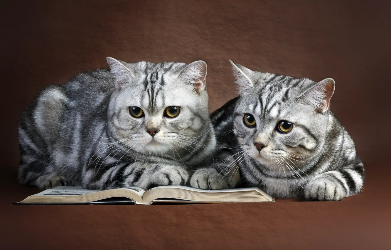 Фото обои кошки, книга, парочка