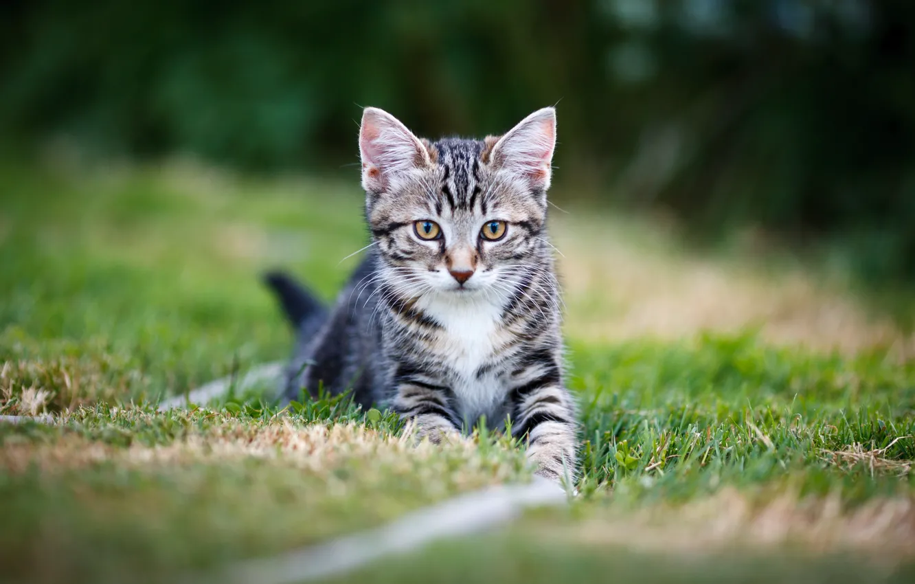 Фото обои кошка, трава, котенок, поляна, котёнок