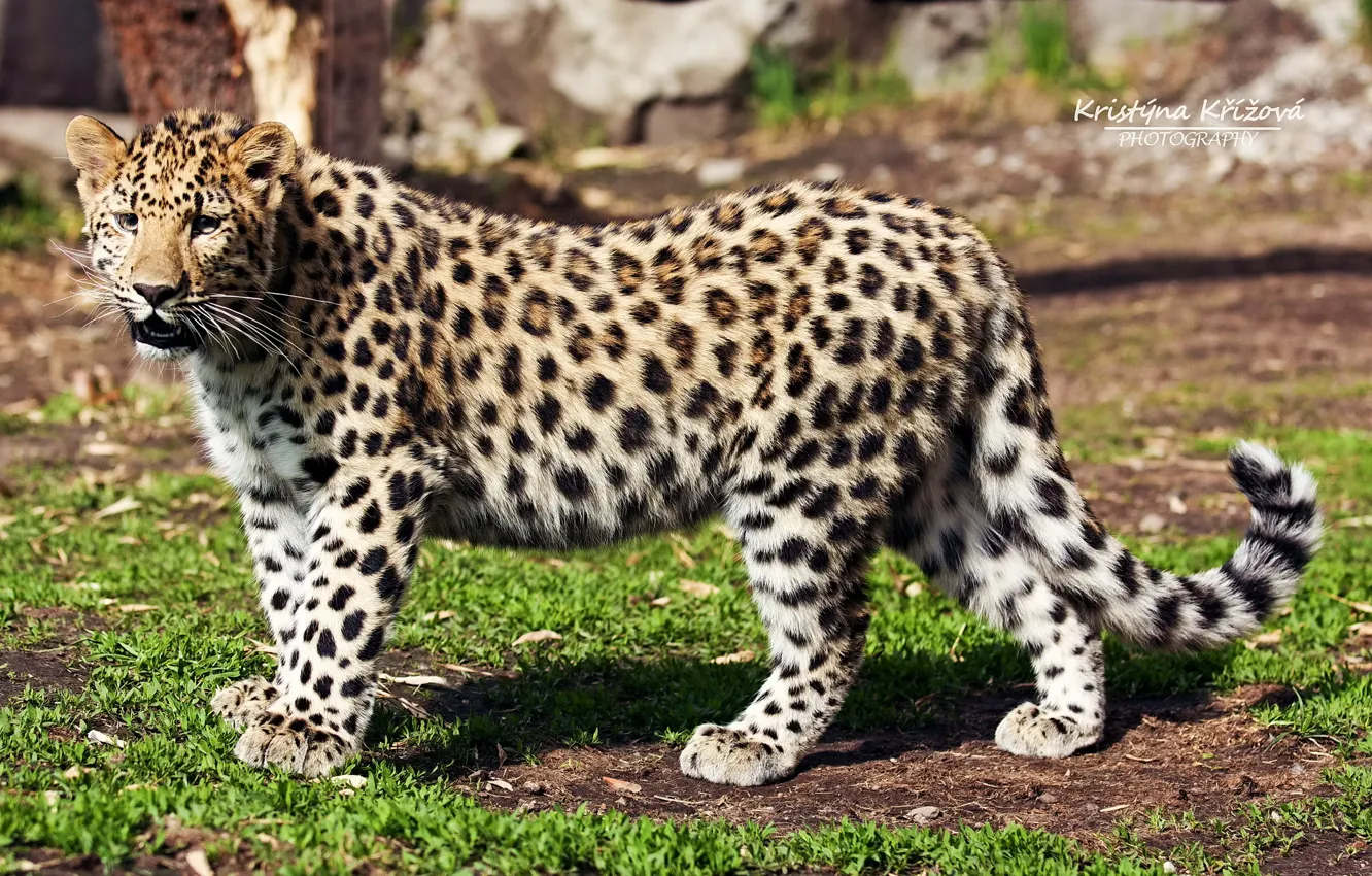 Фото обои взгляд, хищник, леопард, профиль, дальневосточный