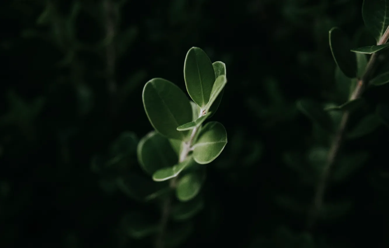 Фото обои листья, макро, растение, зелёный
