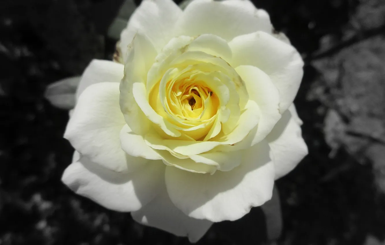 Фото обои роза, жёлтая роза, Meduzanol ©, лето 2018