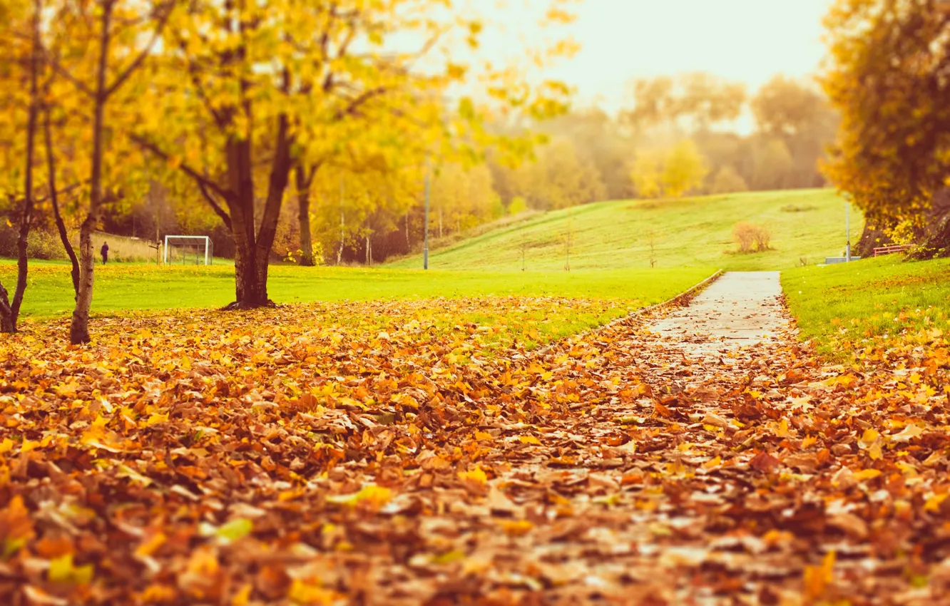 Фото обои дорога, осень, трава, листья, деревья, природа, парк, газон