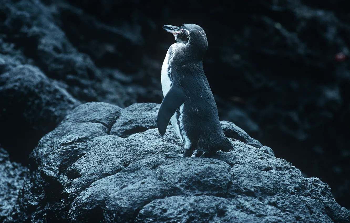 Фото обои bird, stones, penguin