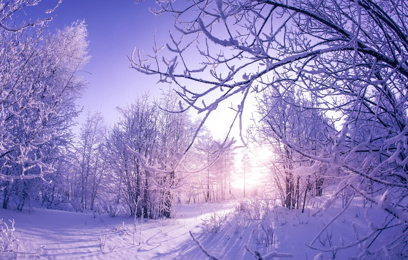 Фото обои зима, солнце, снег, деревья, природа