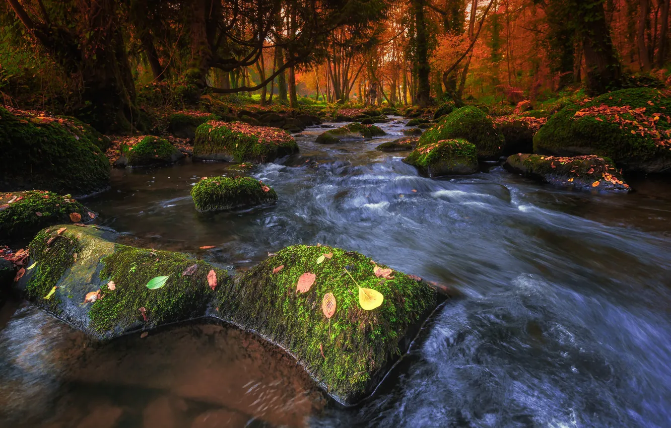 Фото обои осень, лес, деревья, природа, река, поток