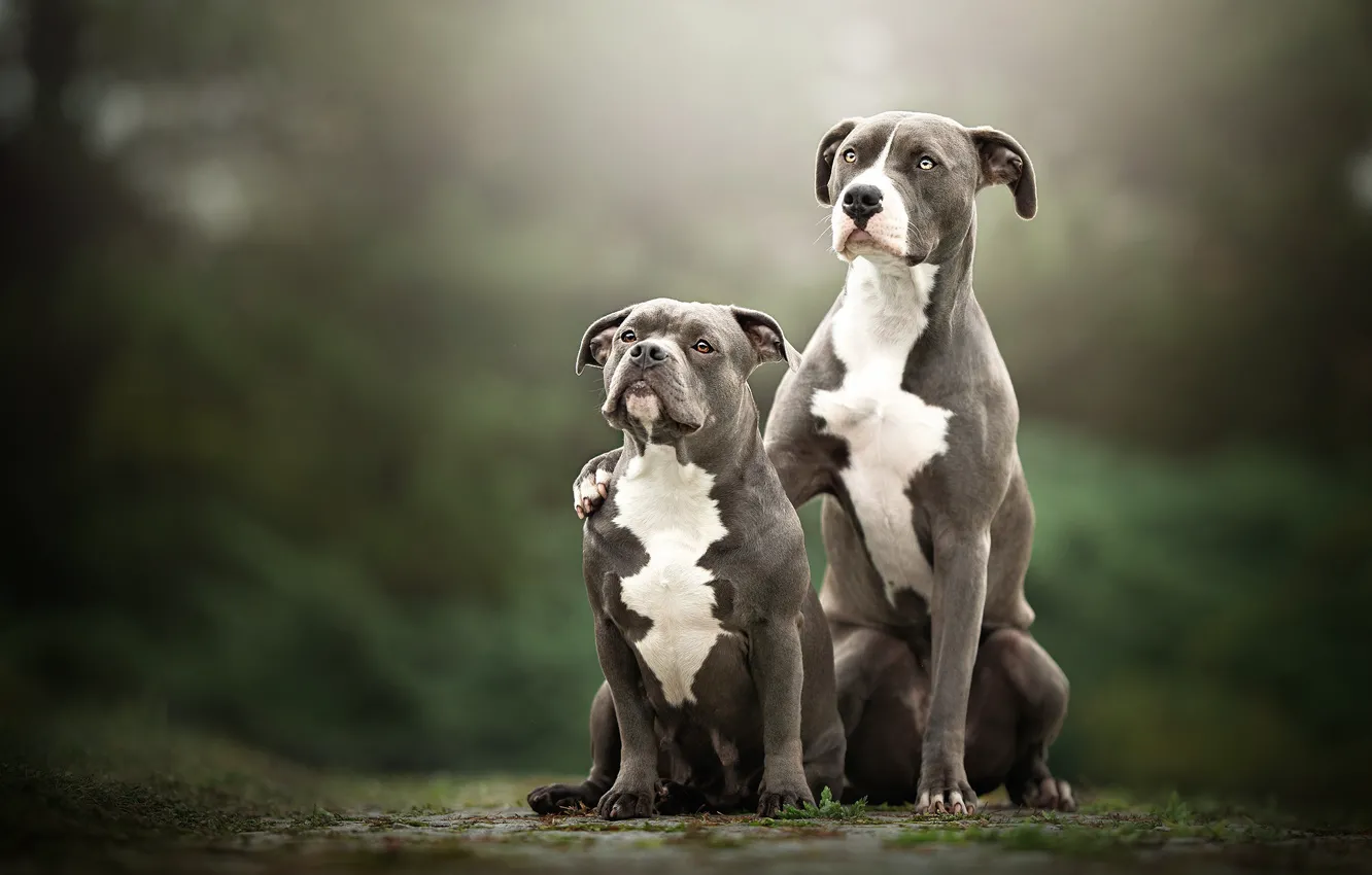 Фото обои собаки, взгляд, природа, фон, вместе, две, пара, серые