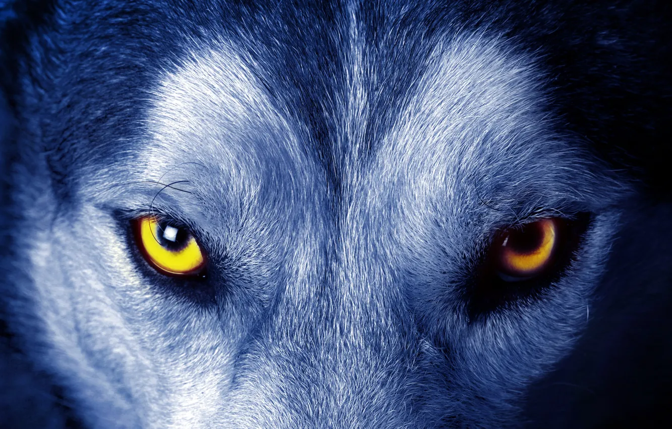 Фото обои глаза, взгляд, шерсть, Волк