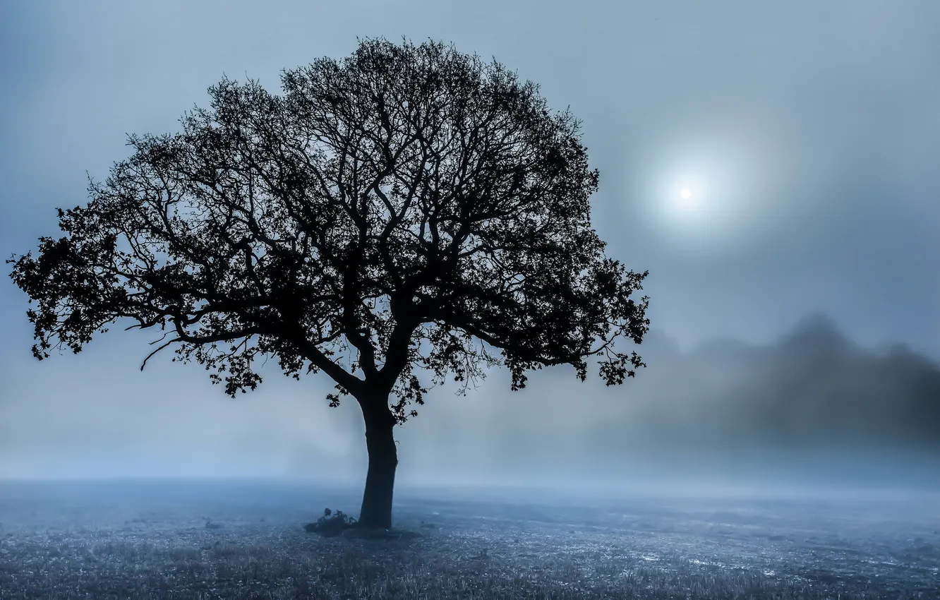 Фото обои поле, ночь, туман, дерево
