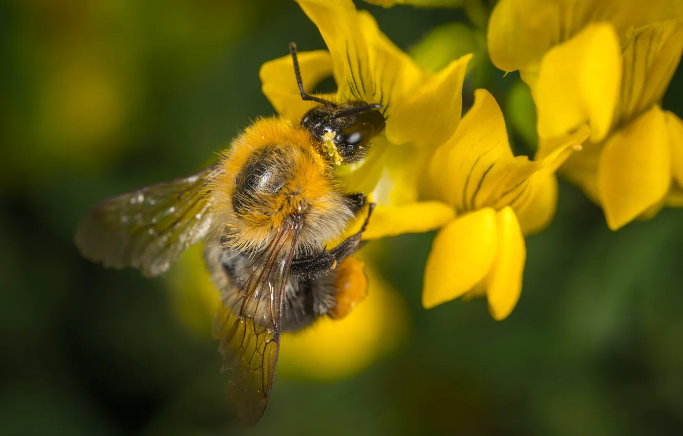 Фото обои Макро, Цветок, Bumblebee, Насекомое, Macro, Шмель, Insect, Close-Up