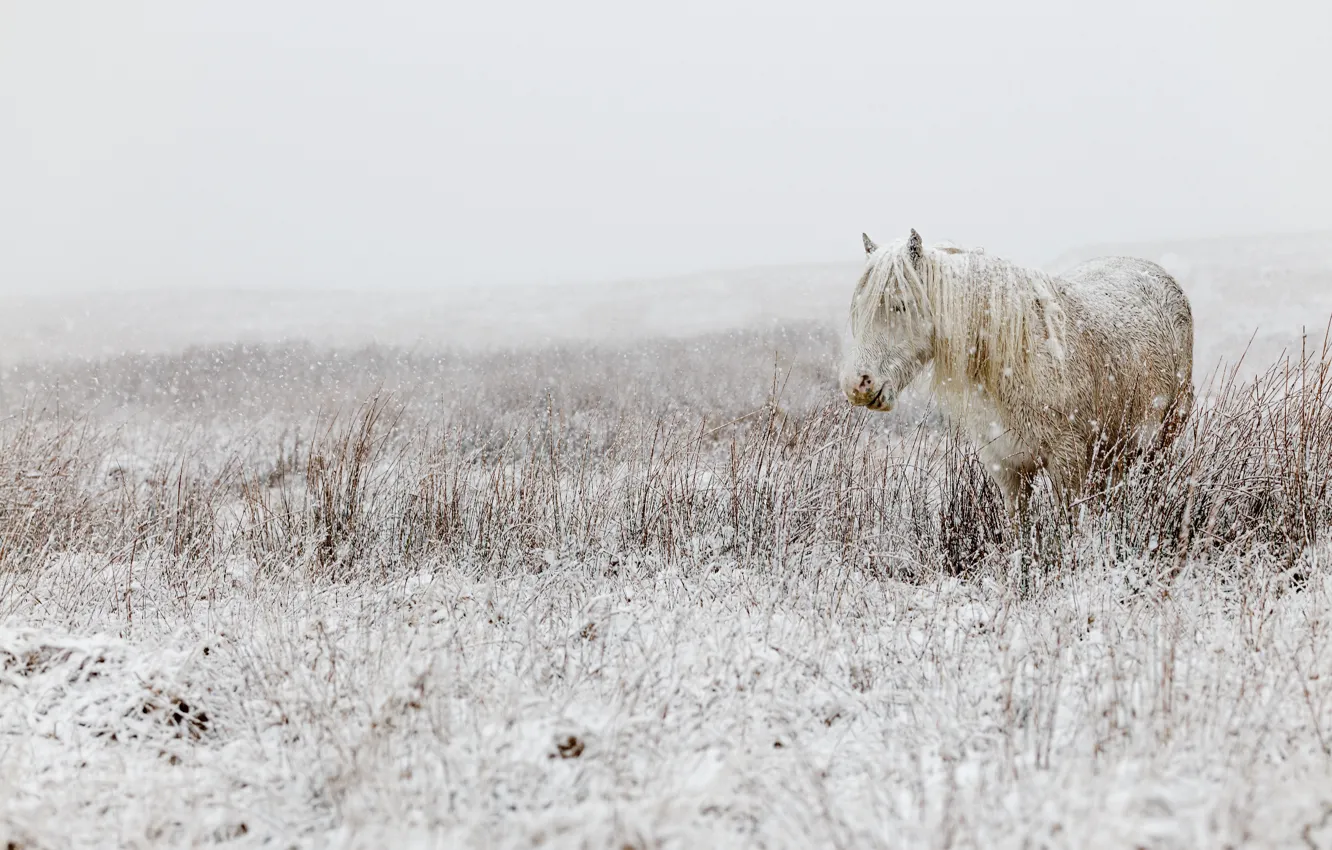 Фото обои зима, поле, белый, снег, природа, конь, лошадь, пастбище