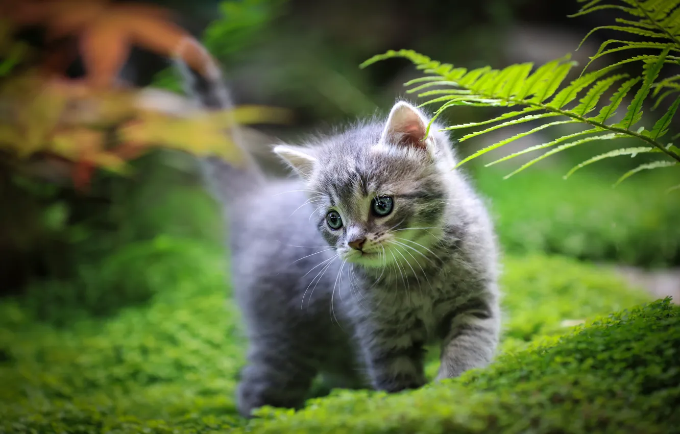 Фото обои кошка, трава, котенок, серый, малыш, прогулка, боке