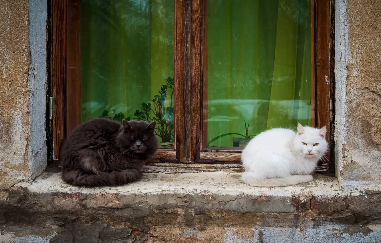 Фото обои кошки, дом, окно