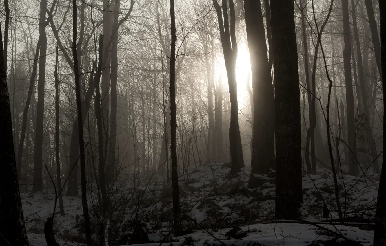 Фото обои зима, лес, свет, снег