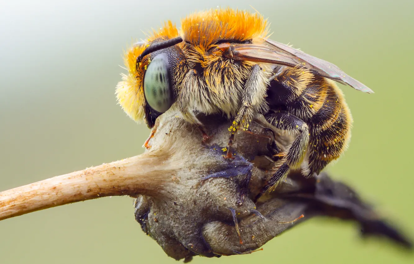 Фото обои глаза, макро, природа, пчела, фон, пыльца, растение, насекомое