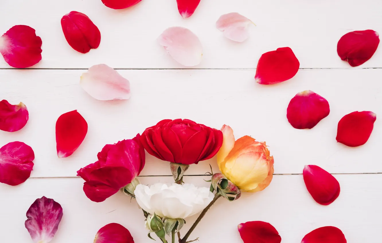Фото обои цветы, розы, лепестки, красные, red, flowers, petals, roses