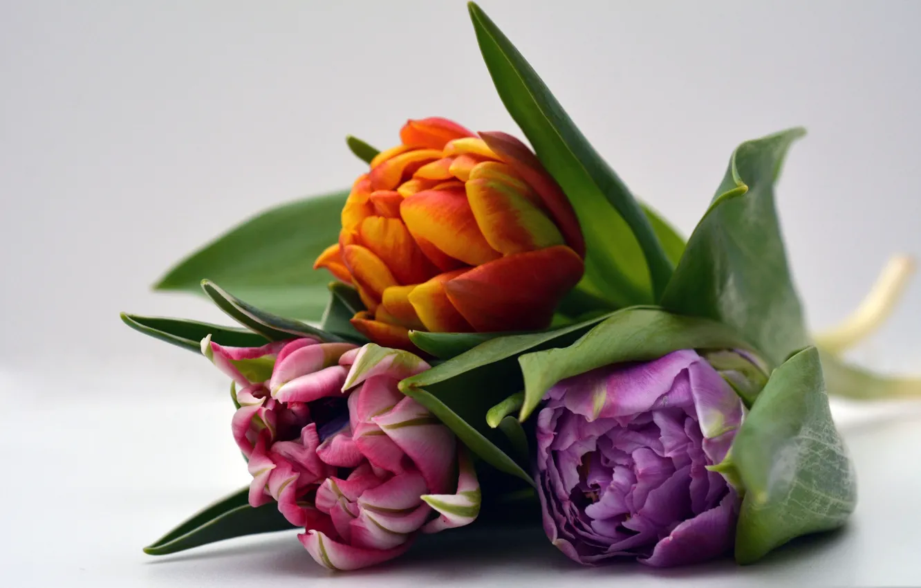 Фото обои листья, букет, лепестки, бутон, тюльпаны