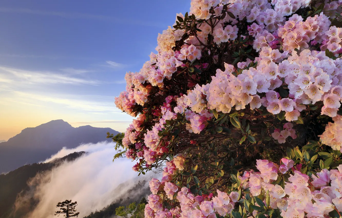 Фото обои цветы, горы, туман, розовые, кусты, азалия, рододендроны