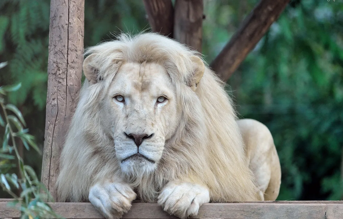 Фото обои морда, отдых, хищник, лапы, грива, дикая кошка, зоопарк, белый лев
