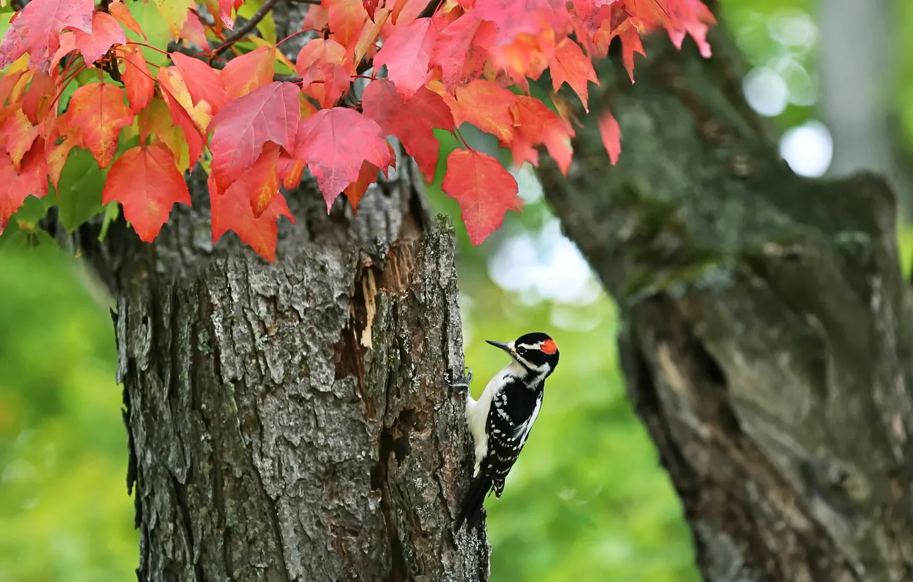 Фото обои осень, дерево, птица