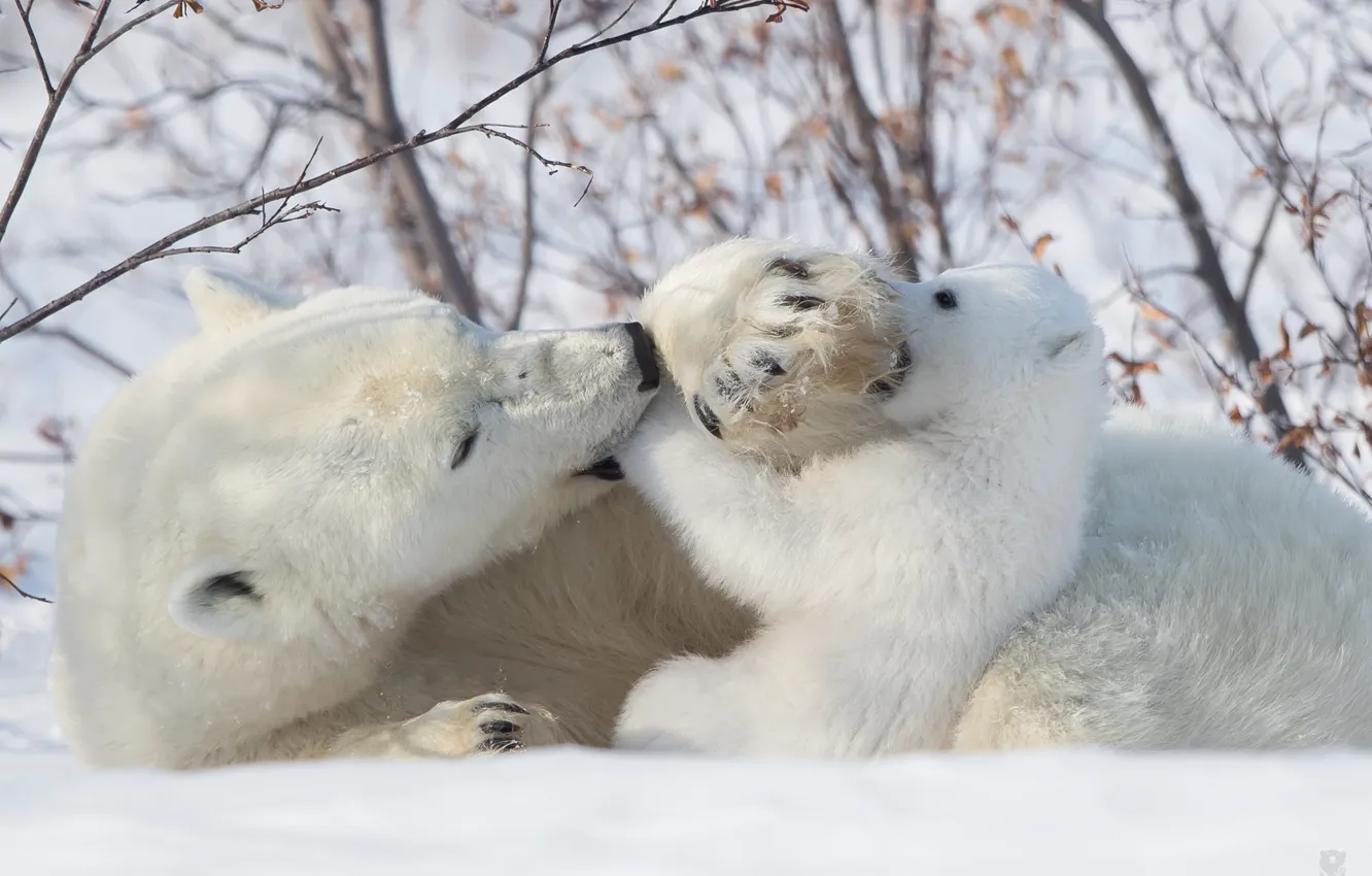 Фото обои снег, игра, медвежонок, медведица, забава, Белые медведи, Полярные медведи