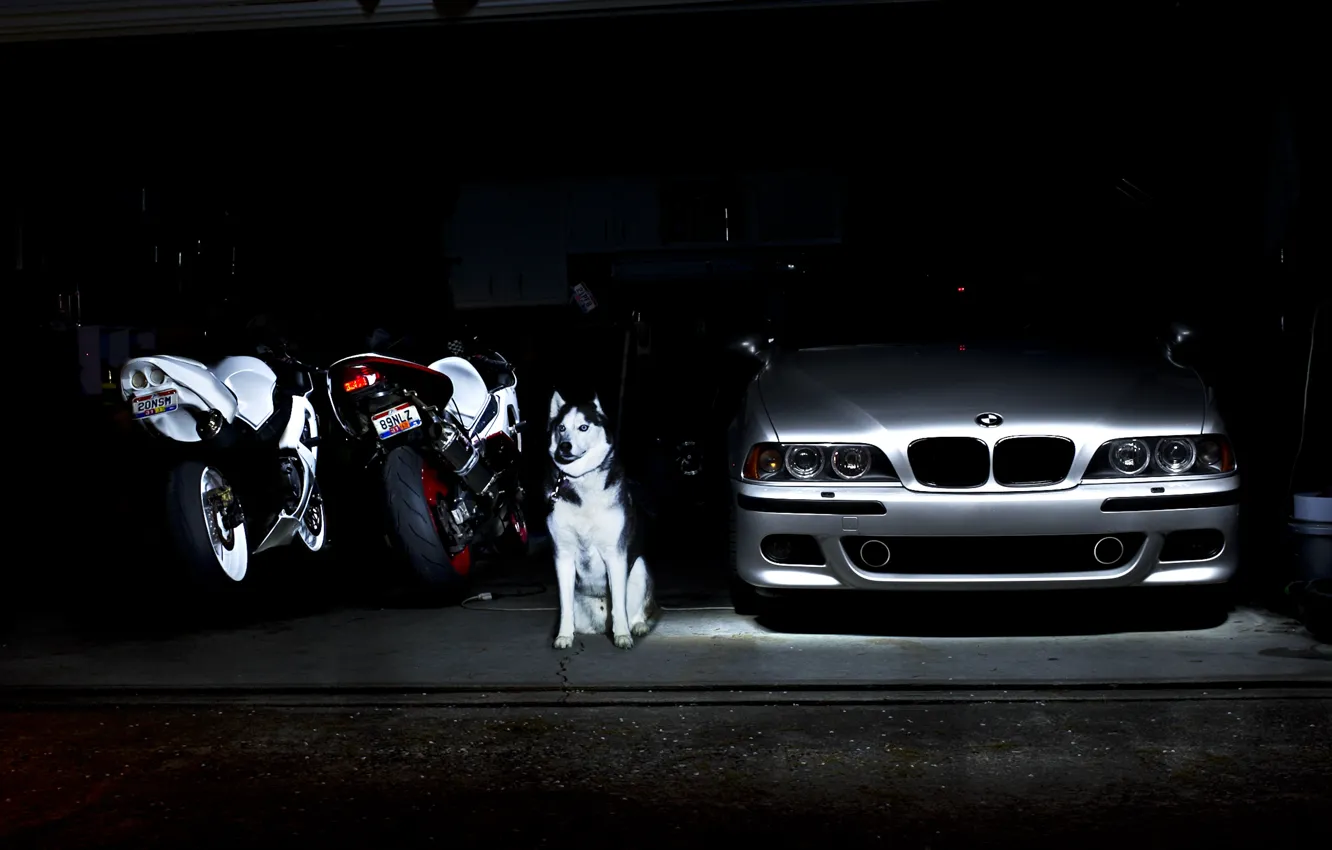 Фото обои BMW, Dog, E39, M5, Motocycles