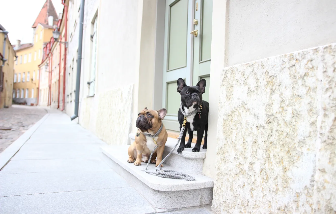 Фото обои собаки, улица, прогулка, парочка, Французские бульдоги, поводки