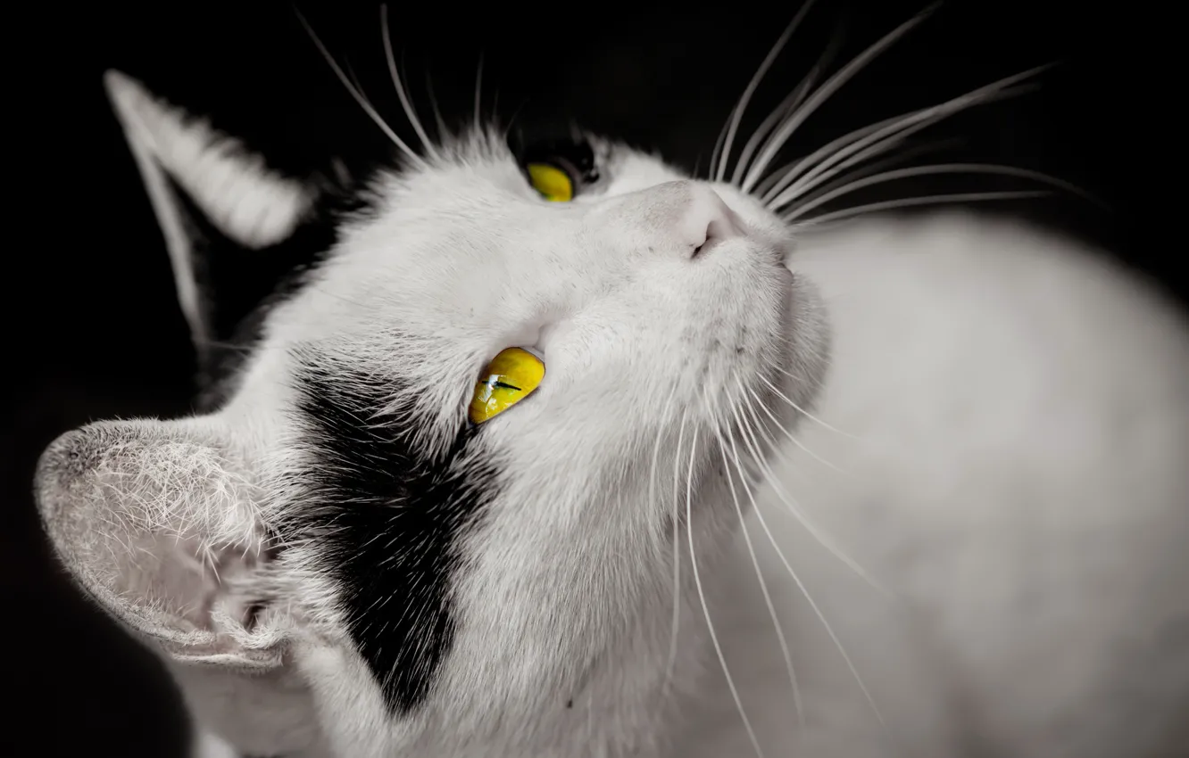 Фото обои кошка, глаза, взгляд, желтые, белая, черные пятна