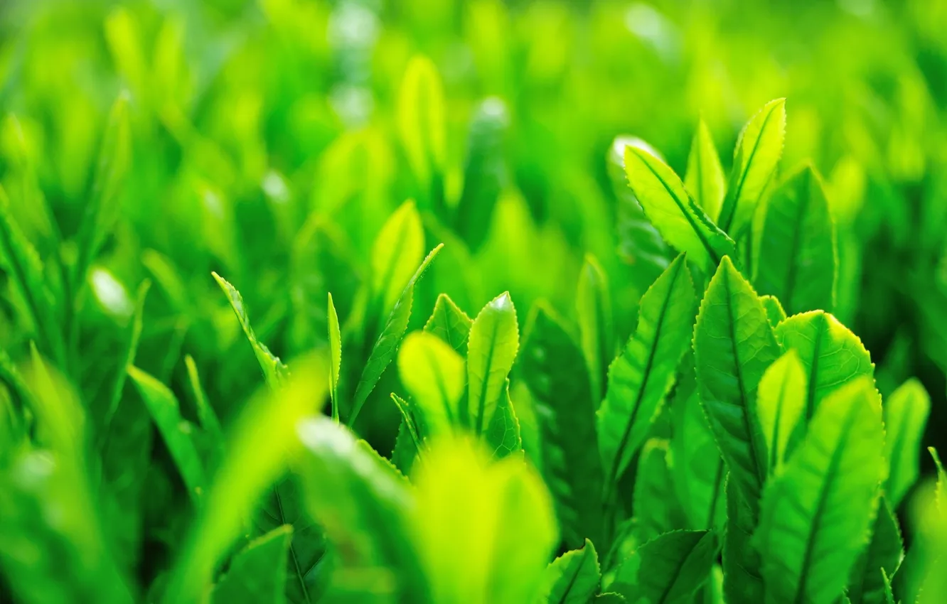 Фото обои зелень, трава, листья, солнце, макро, зеленый, фон, green