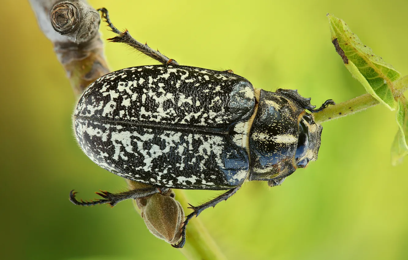 Фото обои макро, жук, насекомое