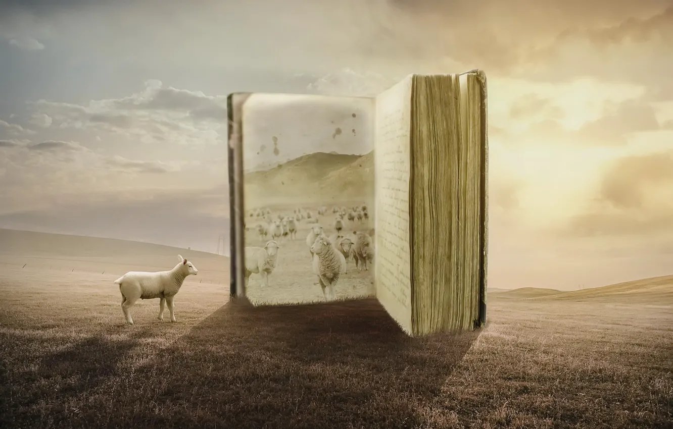 Фото обои поле, овцы, книга
