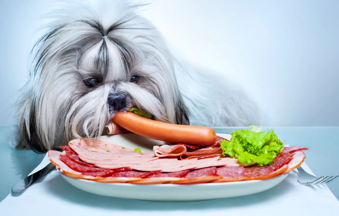 Фото обои животные, собака, тарелка, колбаса, сосиска, Гаванский бишон, Shih tzu