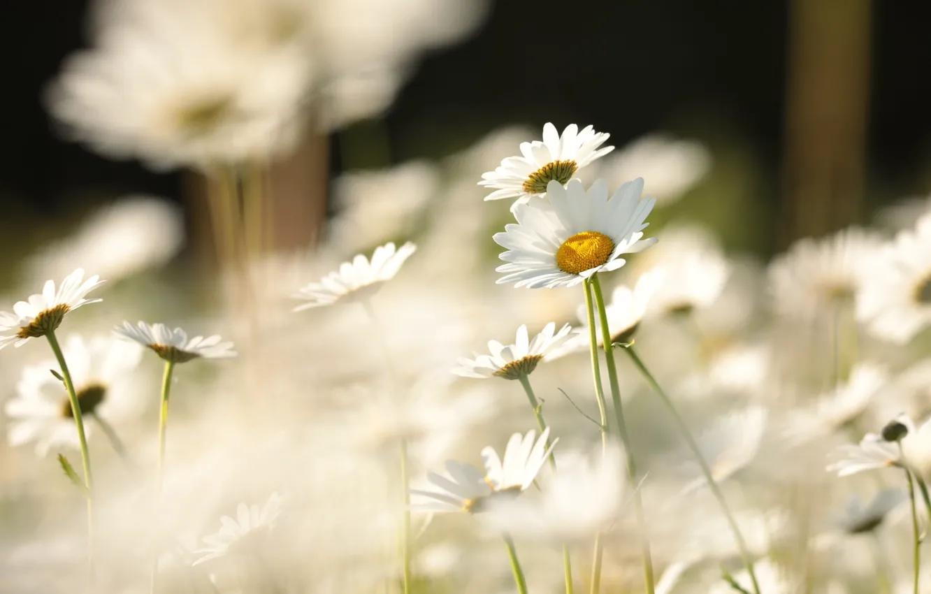 Фото обои свет, цветы, ромашки, белые, боке, нивяник