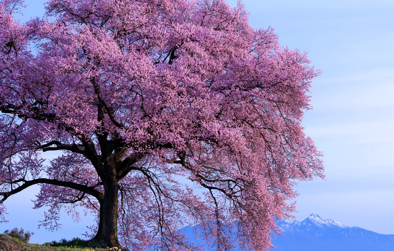 Фото обои небо, горы, дерево, весна, солнечно, цветение