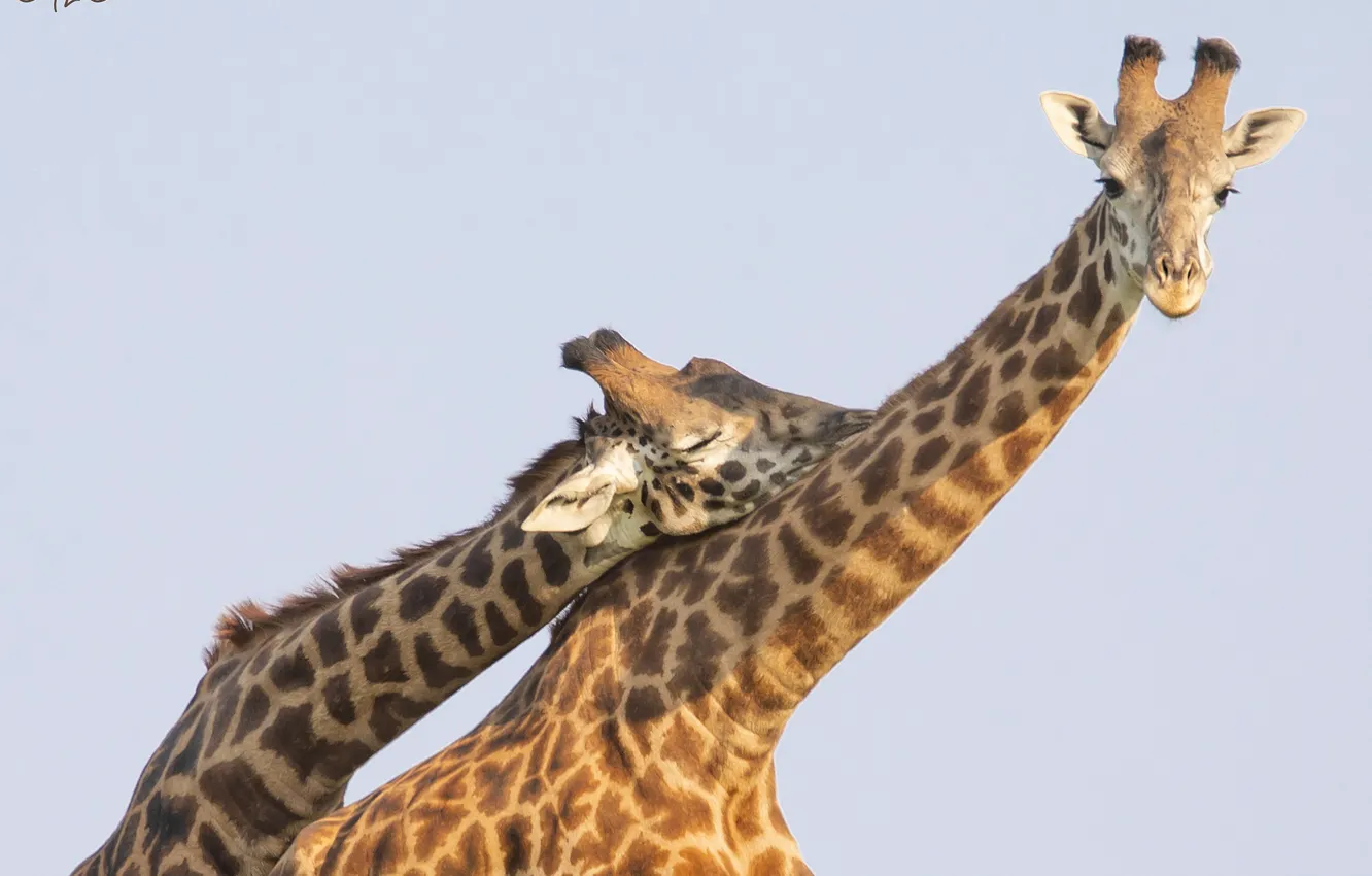 Фото обои нежность, пара, жирафы, шея