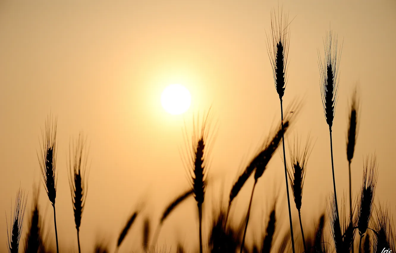 Фото обои пшеница, солнце, природа, рожь, колосья, силуэты, злаки