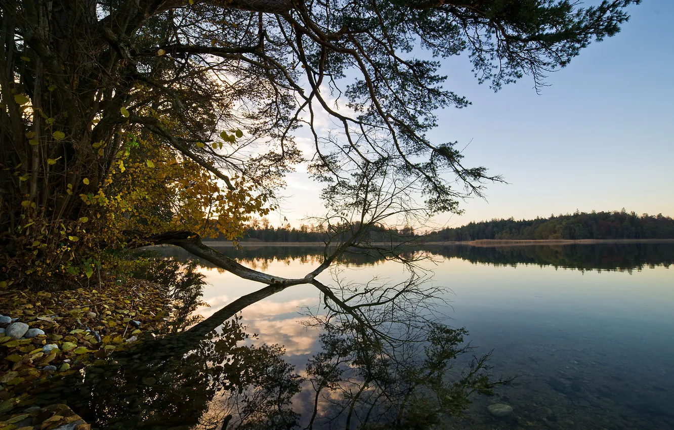 Фото обои лес, небо, вода, деревья, пейзаж, природа, озеро, отражение