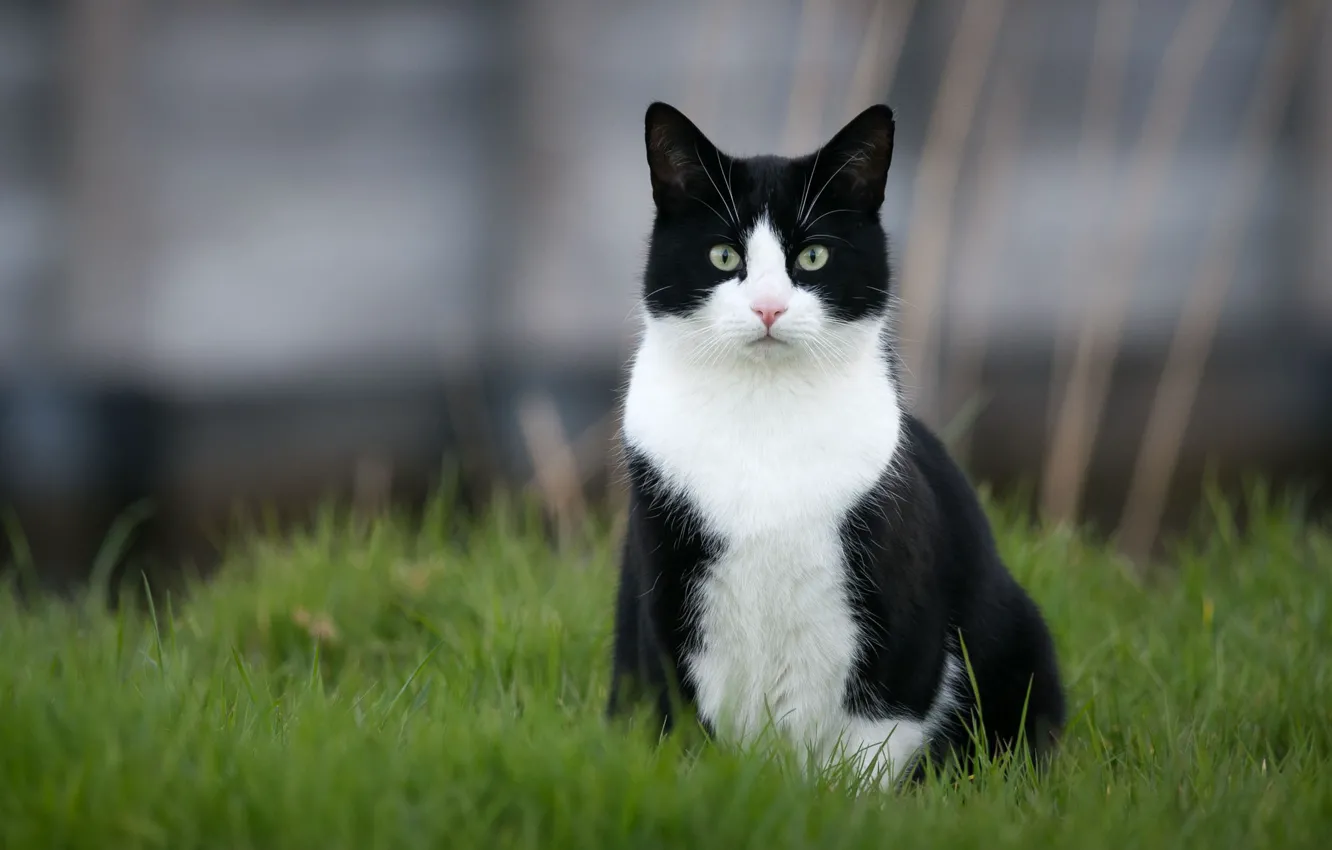 Фото обои кошка, трава, кот, черно-белый