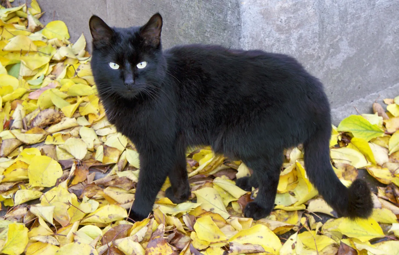 Фото обои осень, кошка, глаза, кот, взгляд, листья, листва, черный