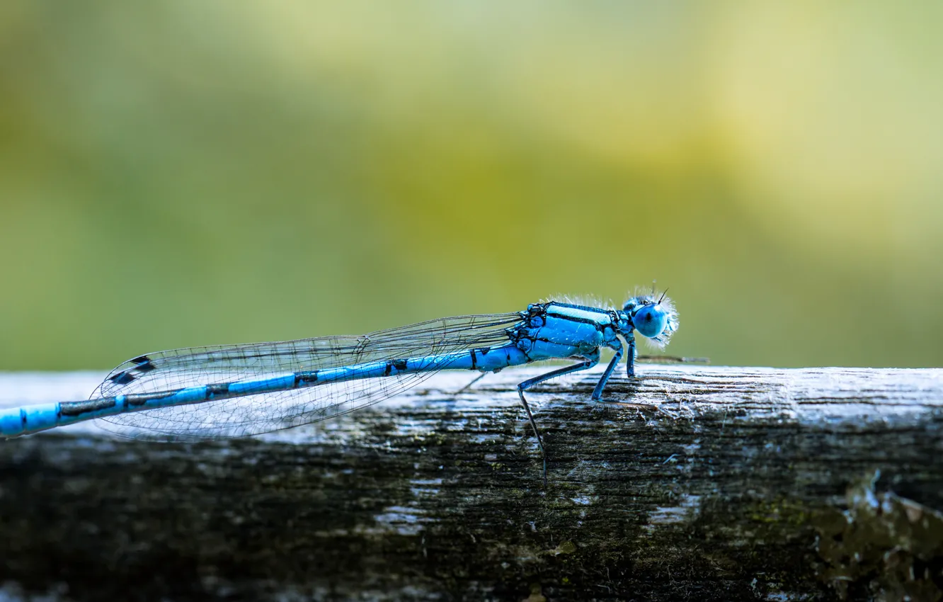 Фото обои макро, стрекоза, насекомое