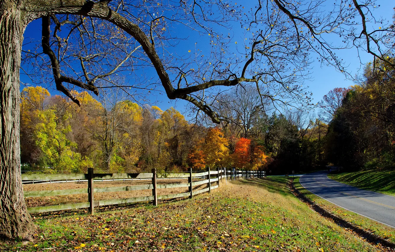 Фото обои дорога, осень, деревья, листопад, изгородь, чистое небо