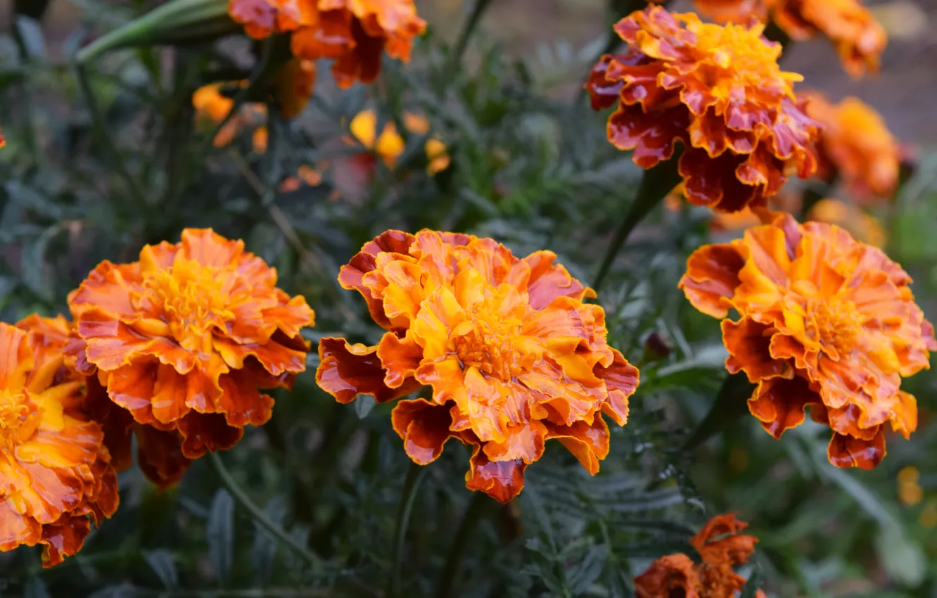 Фото обои осень, цветы, бархатцы, оранжевые лепестки